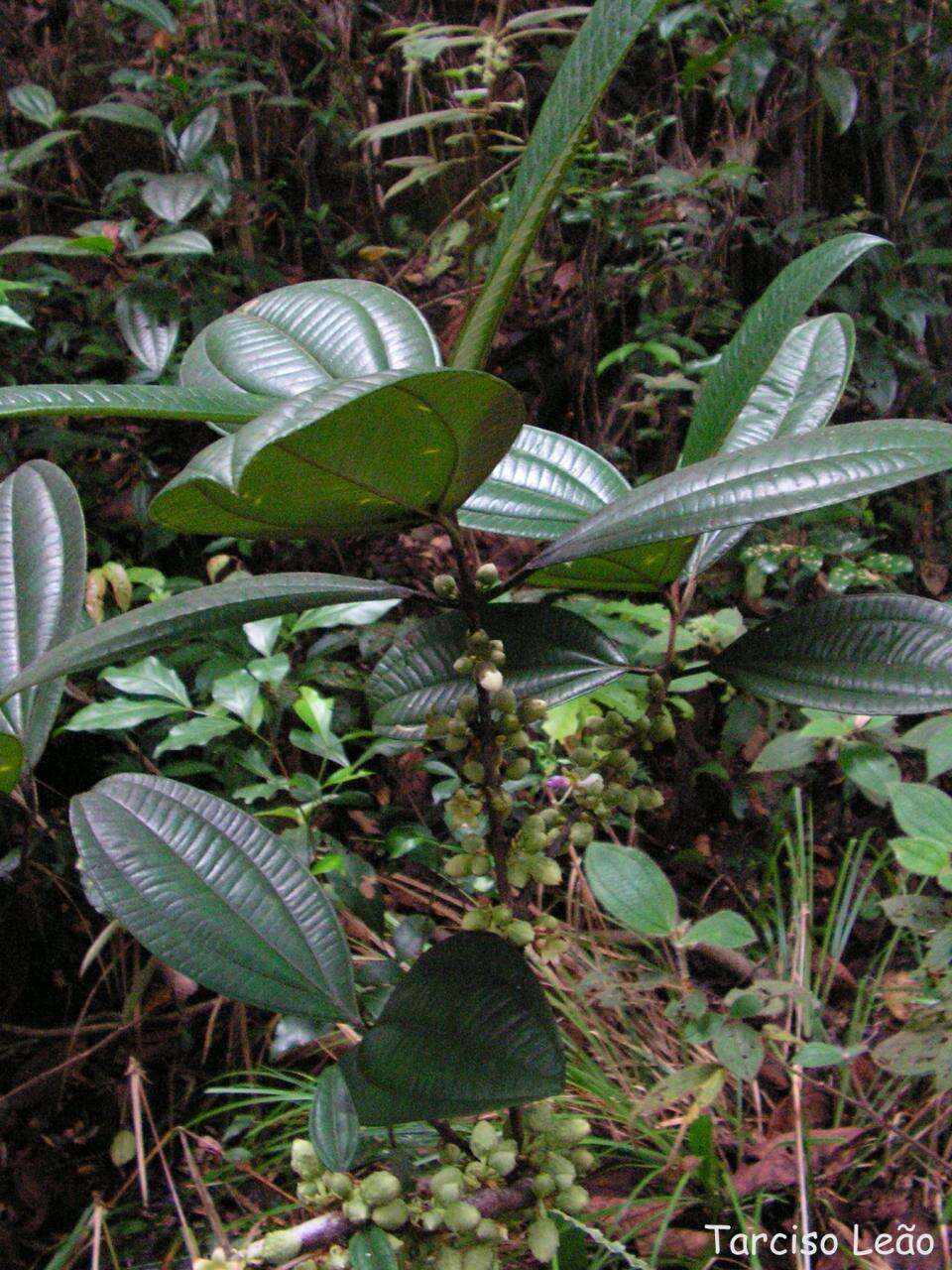 Image of Henriettea succosa (Aubl.) DC.