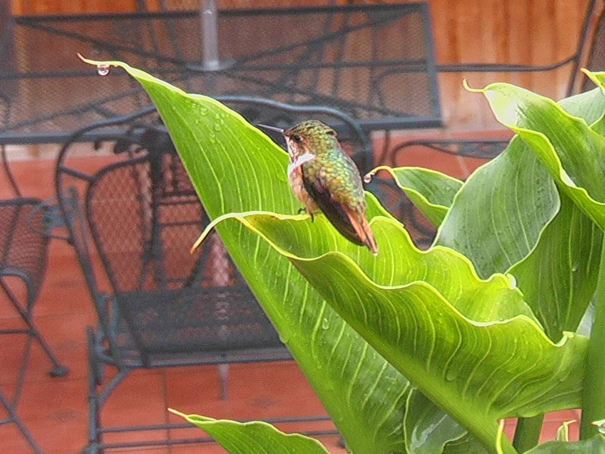 Image of Scintillant Hummingbird