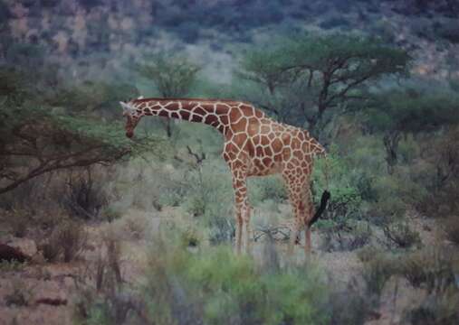 Image of reticulated giraffe