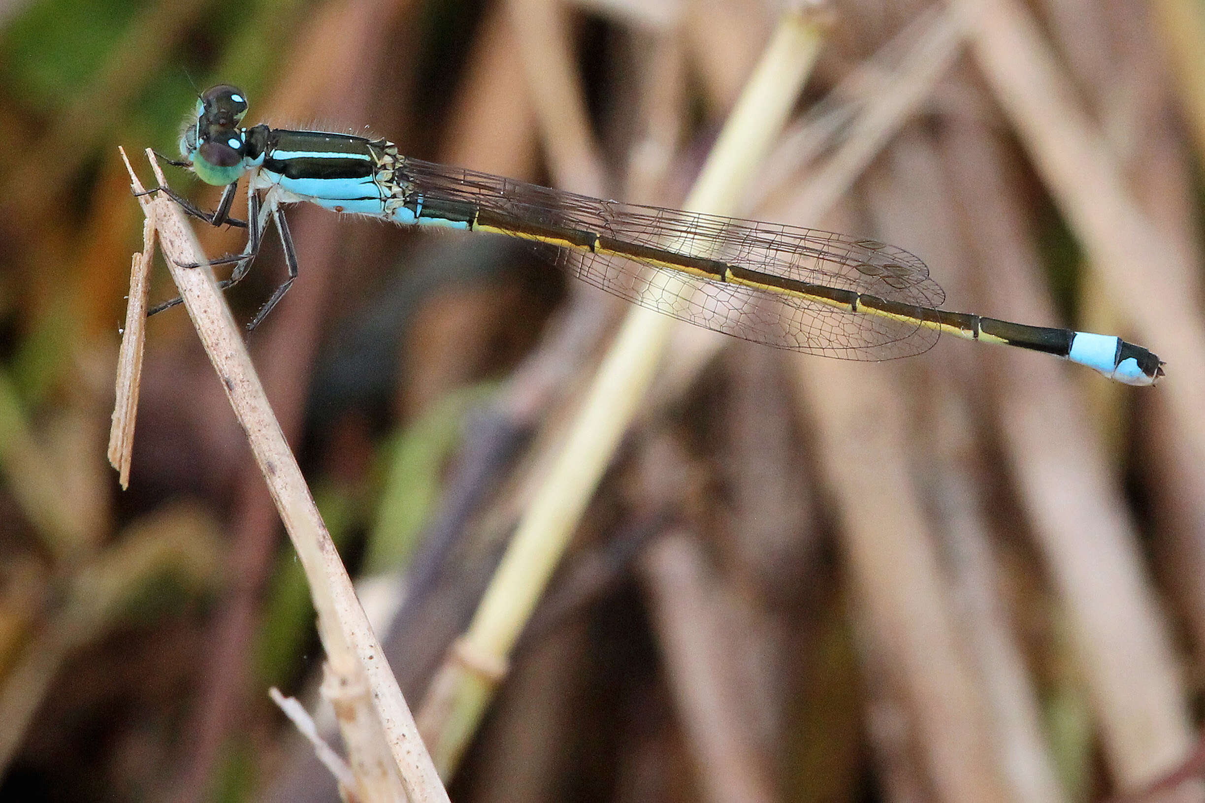 Image of forktail