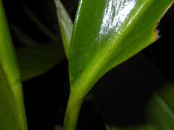 Stenospermation marantifolium Hemsl. resmi