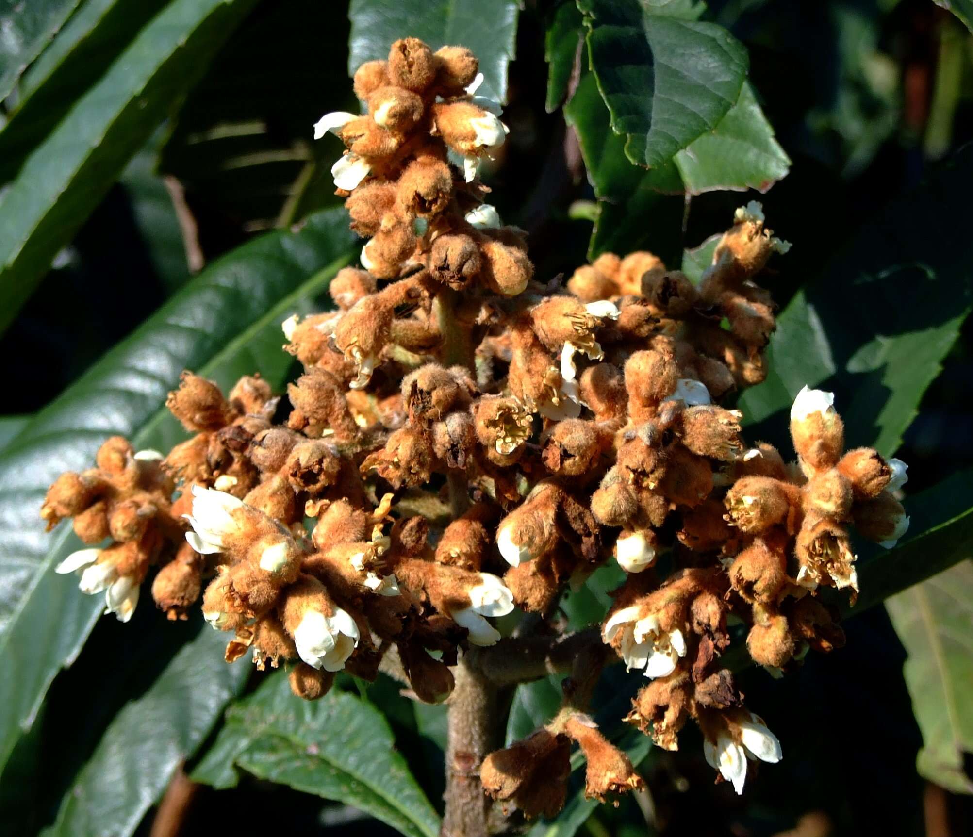 Image of Loquats