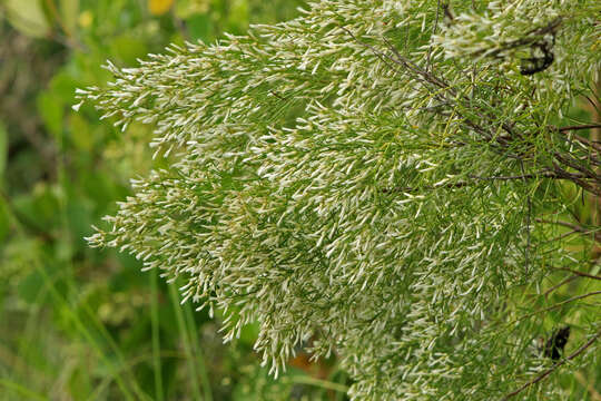 Image of saltwater false willow