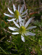 Image of Anemone decapetala Ard.