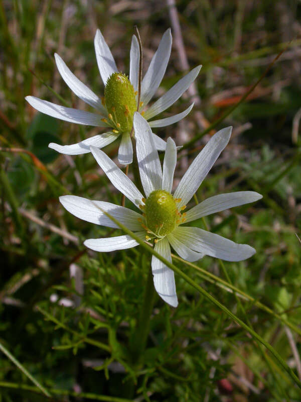 Image of southern anemone