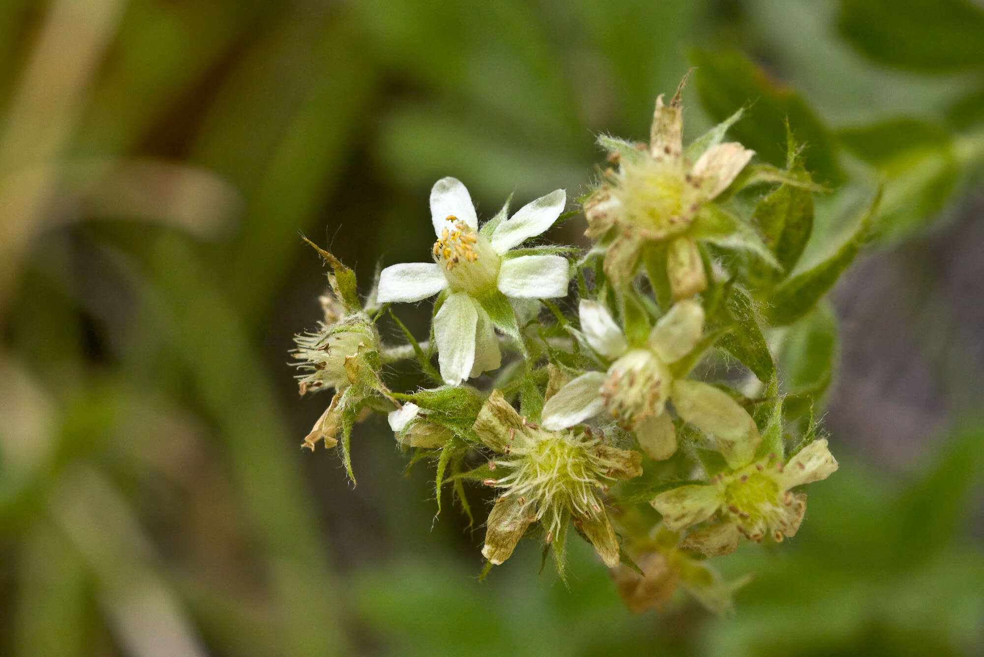 Image of Potentilla caulescens L.