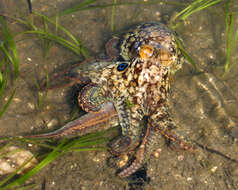 Image of California two-spot octopus