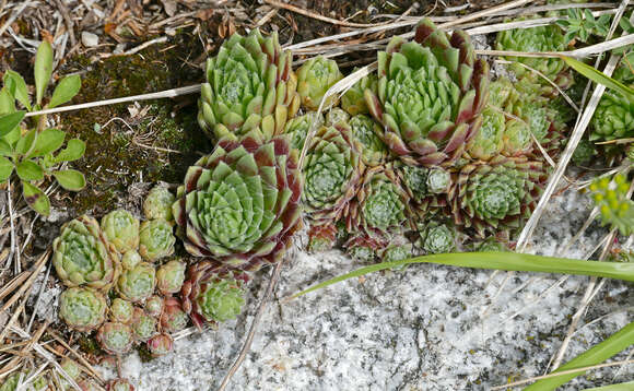 Image of Cobweb Houseleek