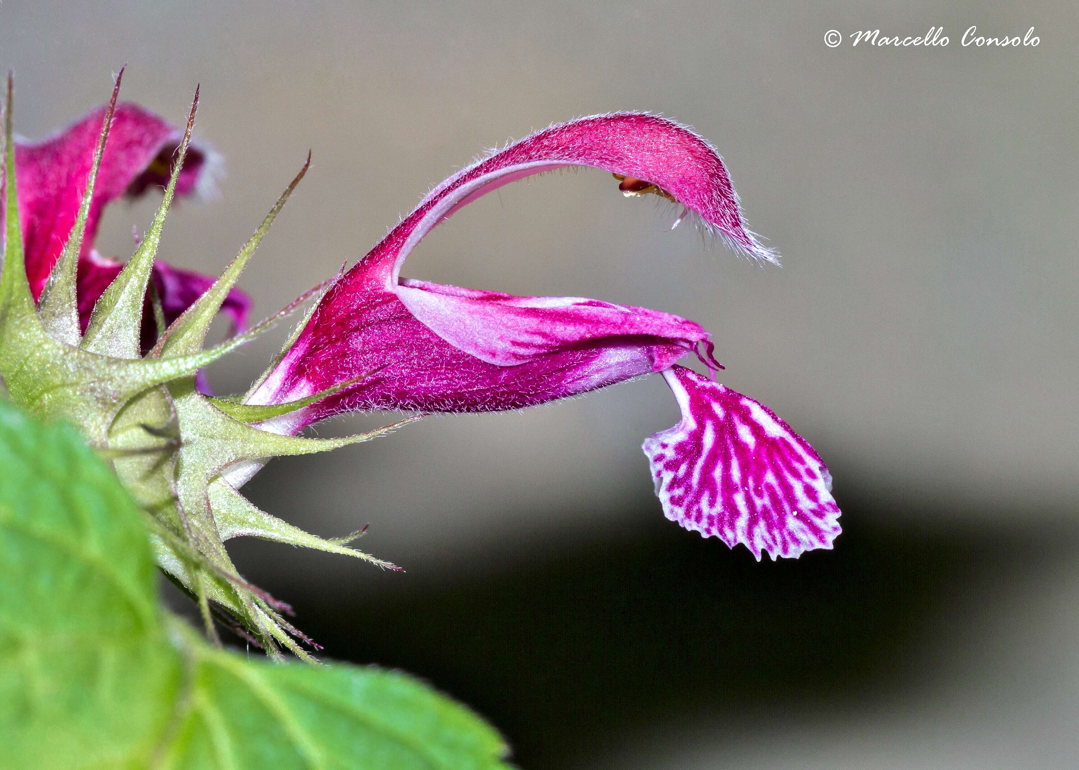 Image of deadnettle