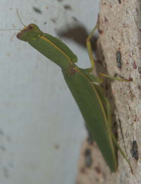 Image of praying mantises