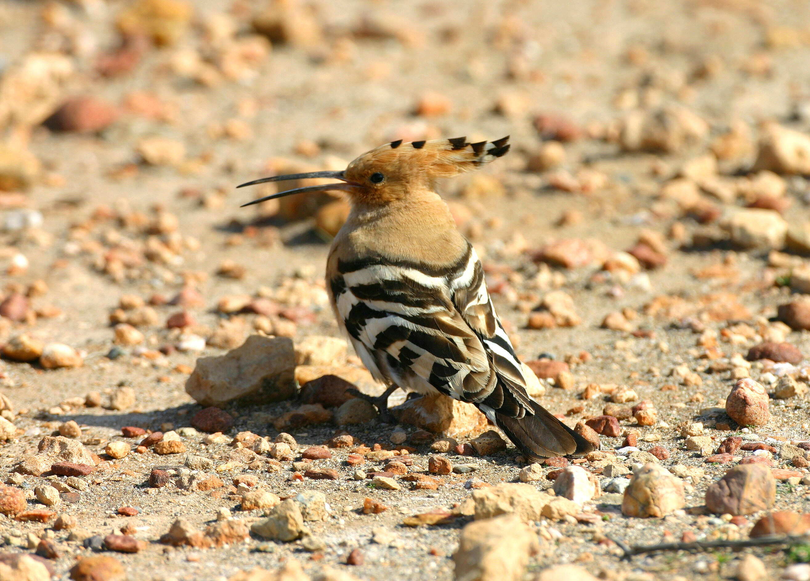 Image of hoopoes