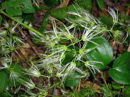 Image of Clematis brasiliana DC.