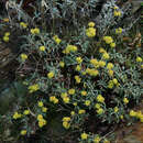 Imagem de Eriogonum brevicaule var. laxifolium (Torrey & A. Gray) Reveal