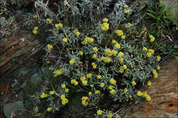 Imagem de Eriogonum brevicaule var. laxifolium (Torrey & A. Gray) Reveal