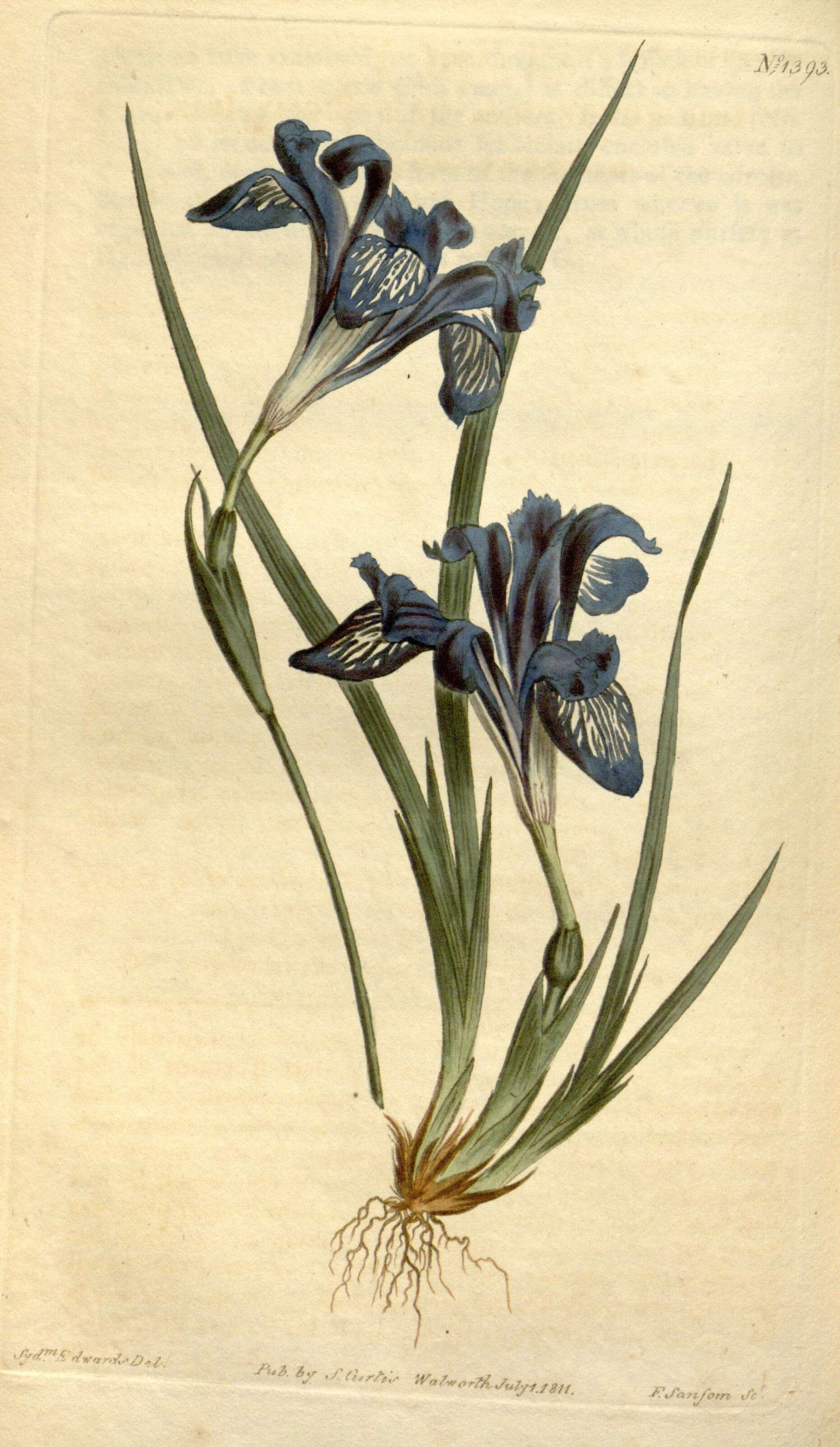 Image of Iris ruthenica Ker Gawl.