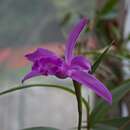 Image of Sobralia paradisiaca Rchb. fil.