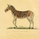 Image of Equus Quagga Burchellii