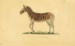 Image of Equus Quagga Burchellii