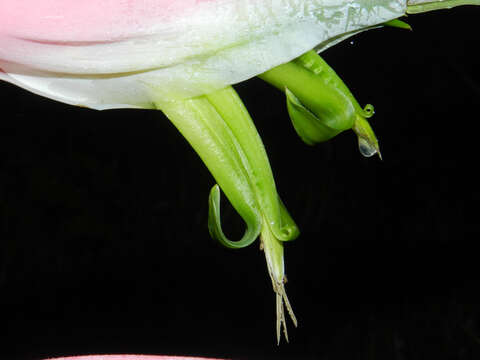 Image of Heliconia chartacea Lane ex Barreiros