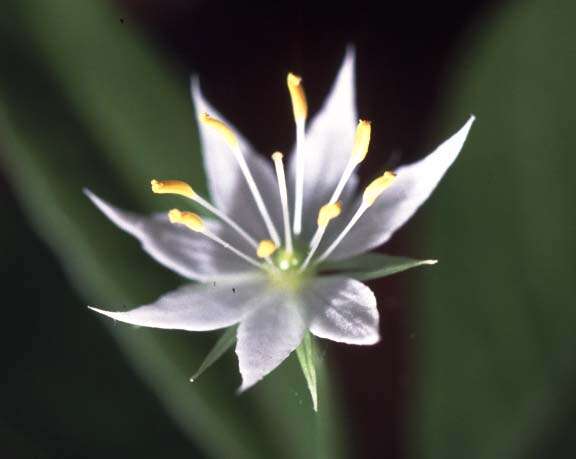 Image de Trientale boréale