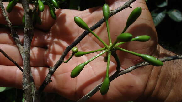 Image of Guatteria australis A. St.-Hil.