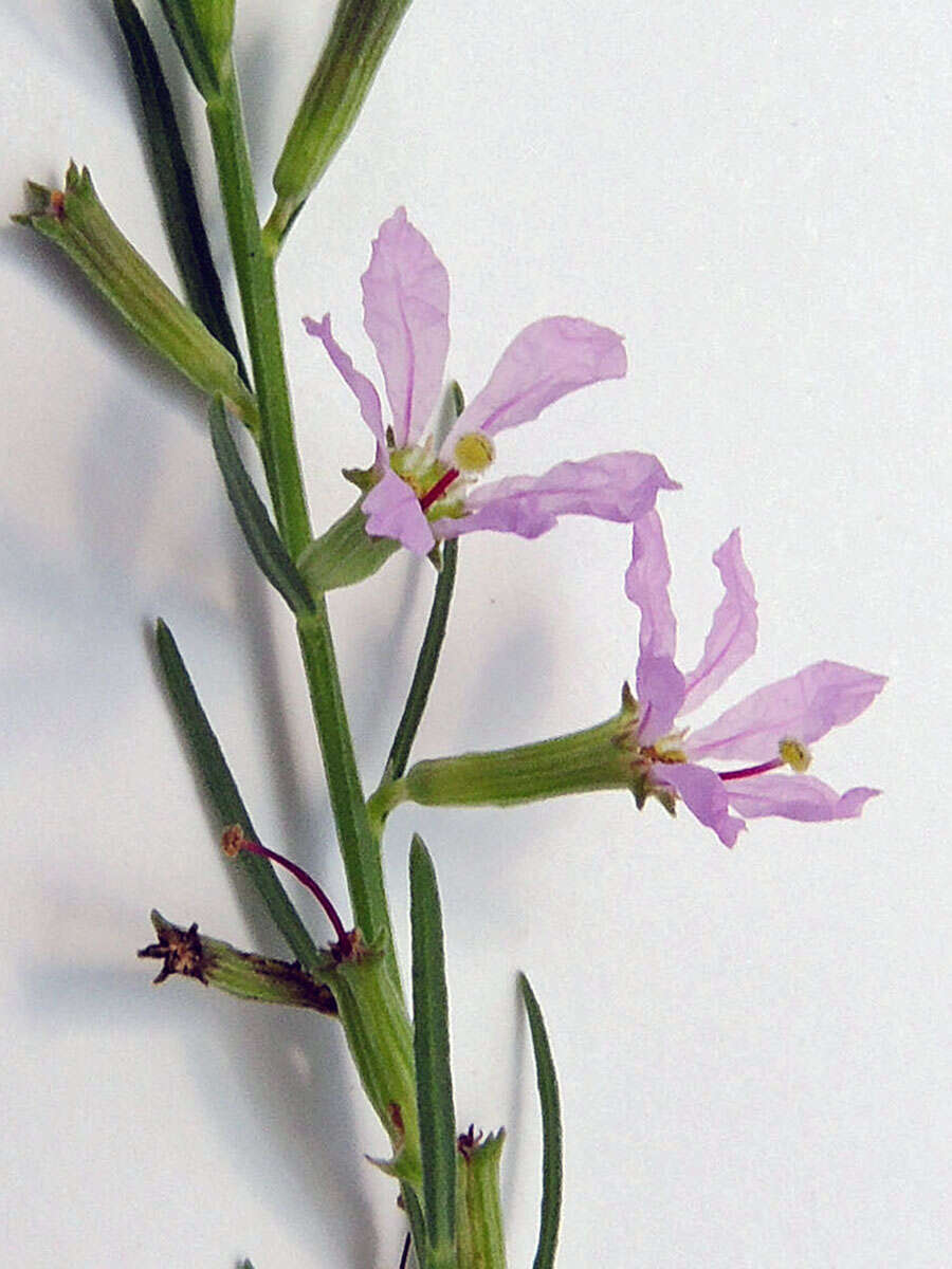 Image de Lythrum californicum Torr. & Gray