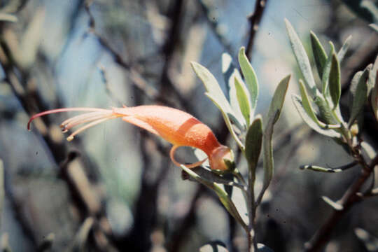 Image of Eremophila glabra (R. Br.) Ostenf.