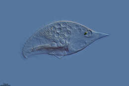 Blepharismidae的圖片
