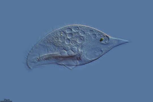 Image de Blepharisma musculus