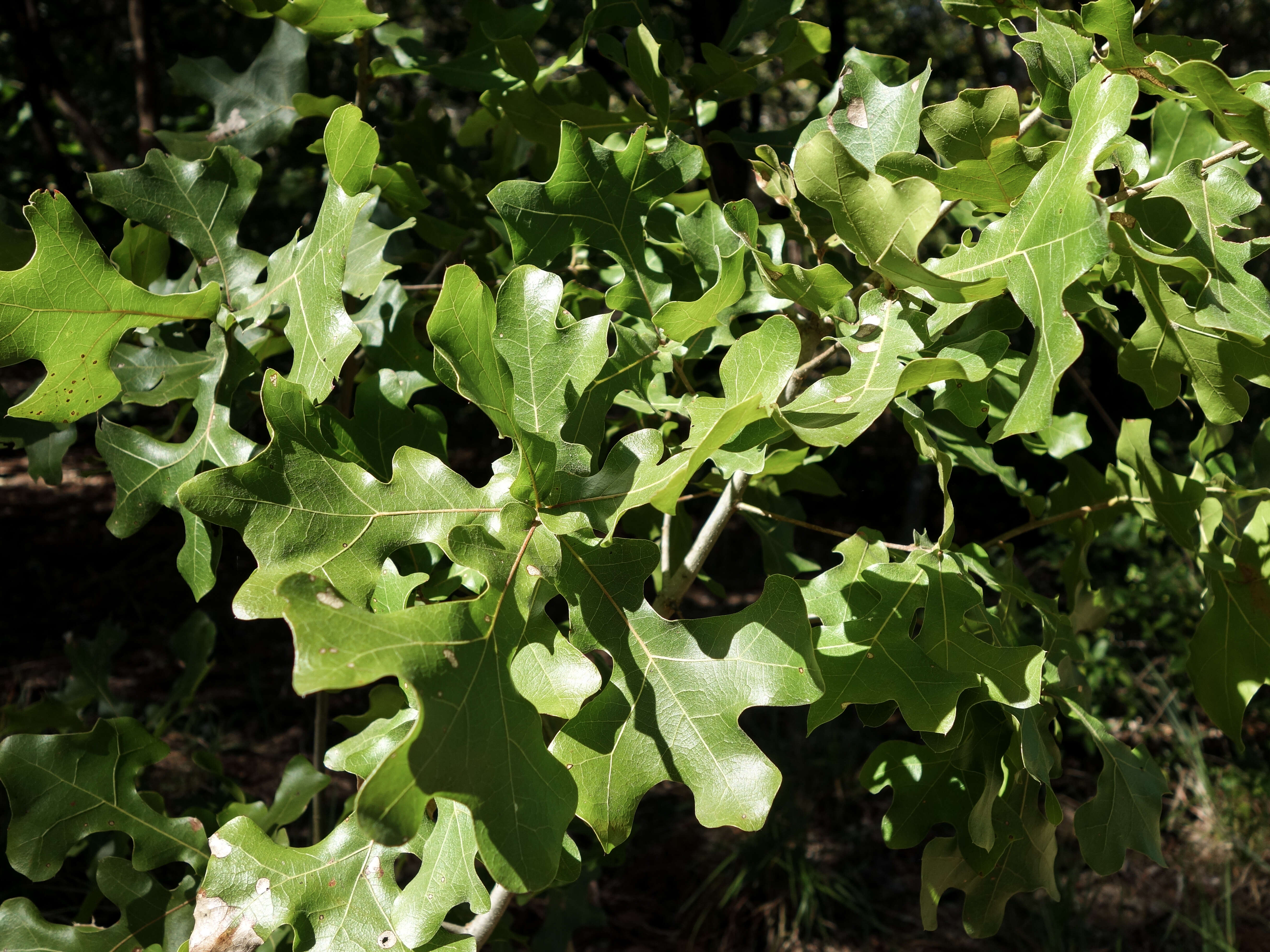 Image of Blackjack Oak