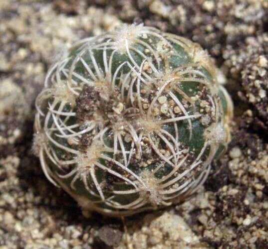 Plancia ëd Gymnocalycium calochlorum (Boed.) Y. Itô