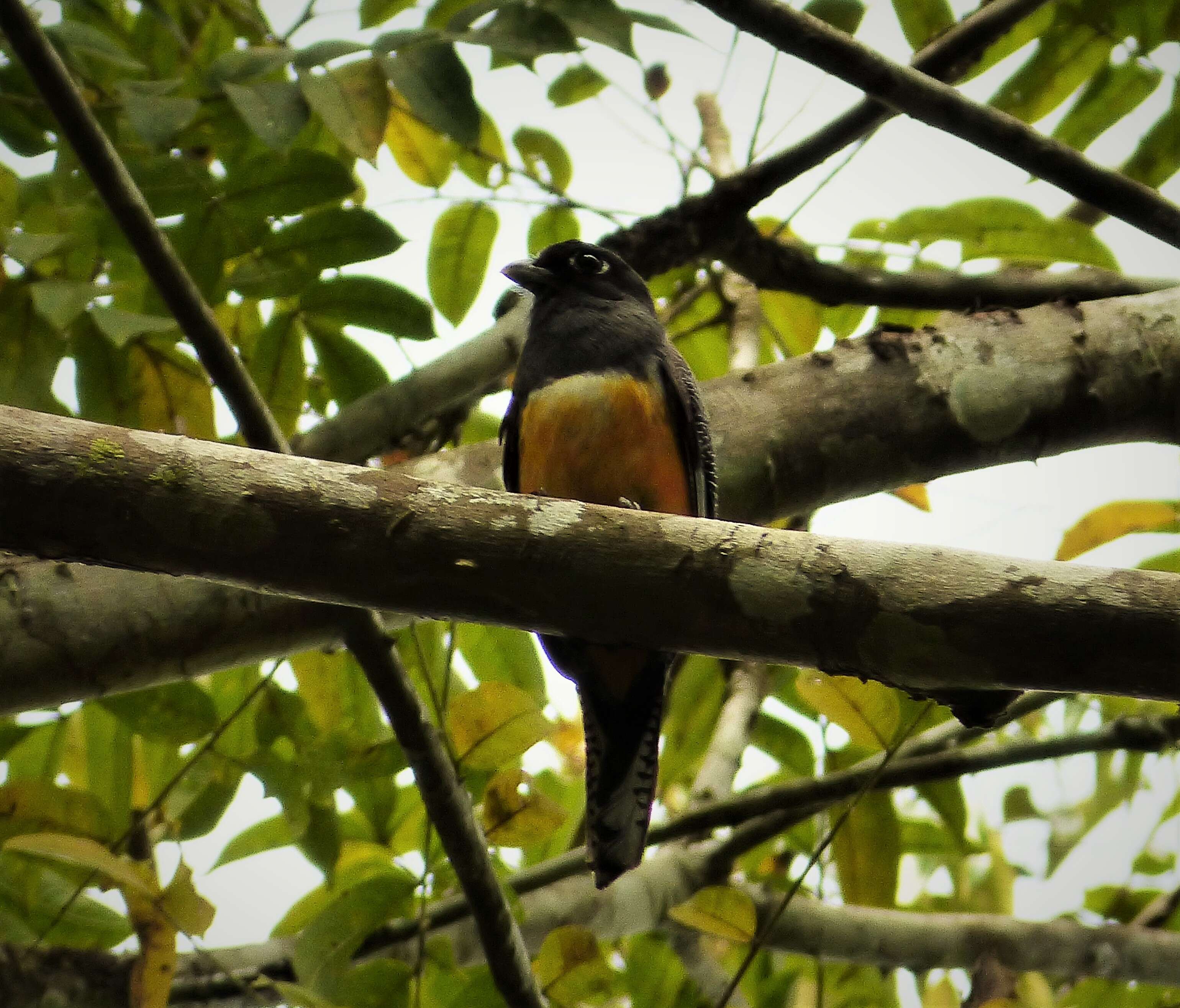 Plancia ëd Trogon Brisson 1760