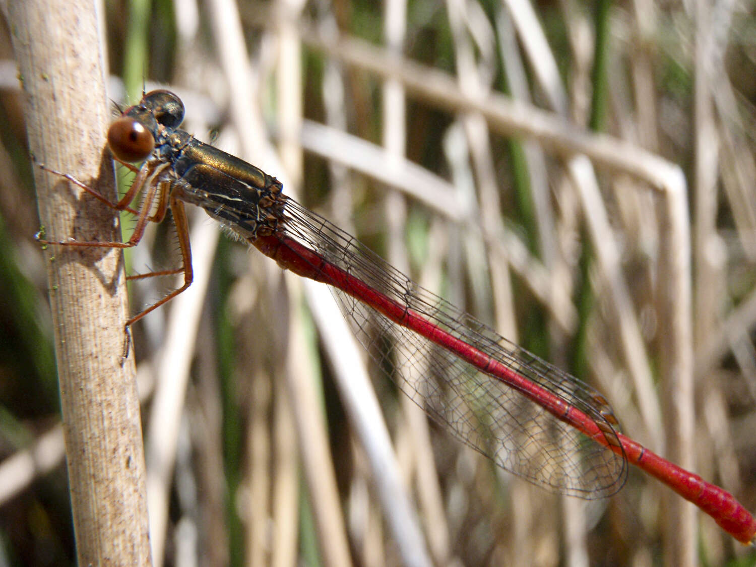 Image of Ceriagrion Selys 1876