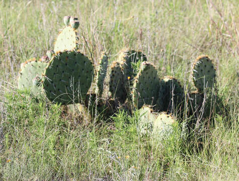 Image of Opuntia