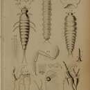 Image of Agathidium (Neoceble) mandibulare Sturm 1807