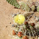 Image of Navajo Bridge pricklypear