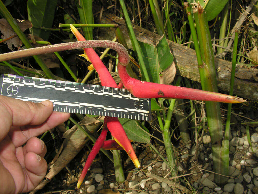 Image of Heliconia marginata (Griggs) Pittier