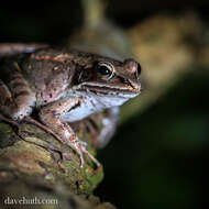 Image of Lithobates Fitzinger 1843