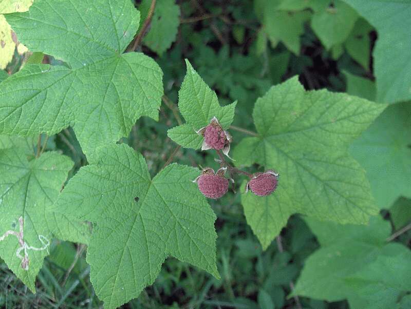 Image of American bramble