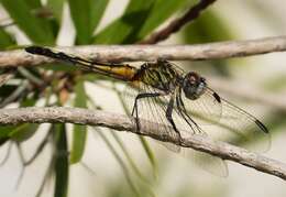 Image of Blue Dasher