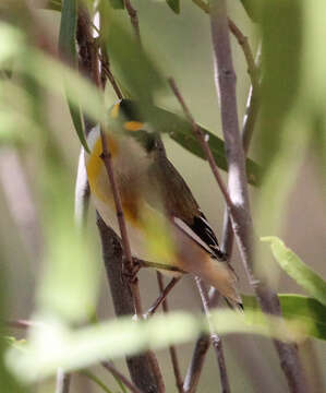 Image of Pardalotus striatus melanocephalus Gould 1838