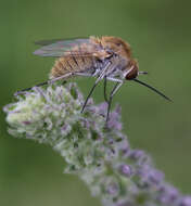 Image of bee flies