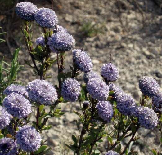 Image of Globe Daisies