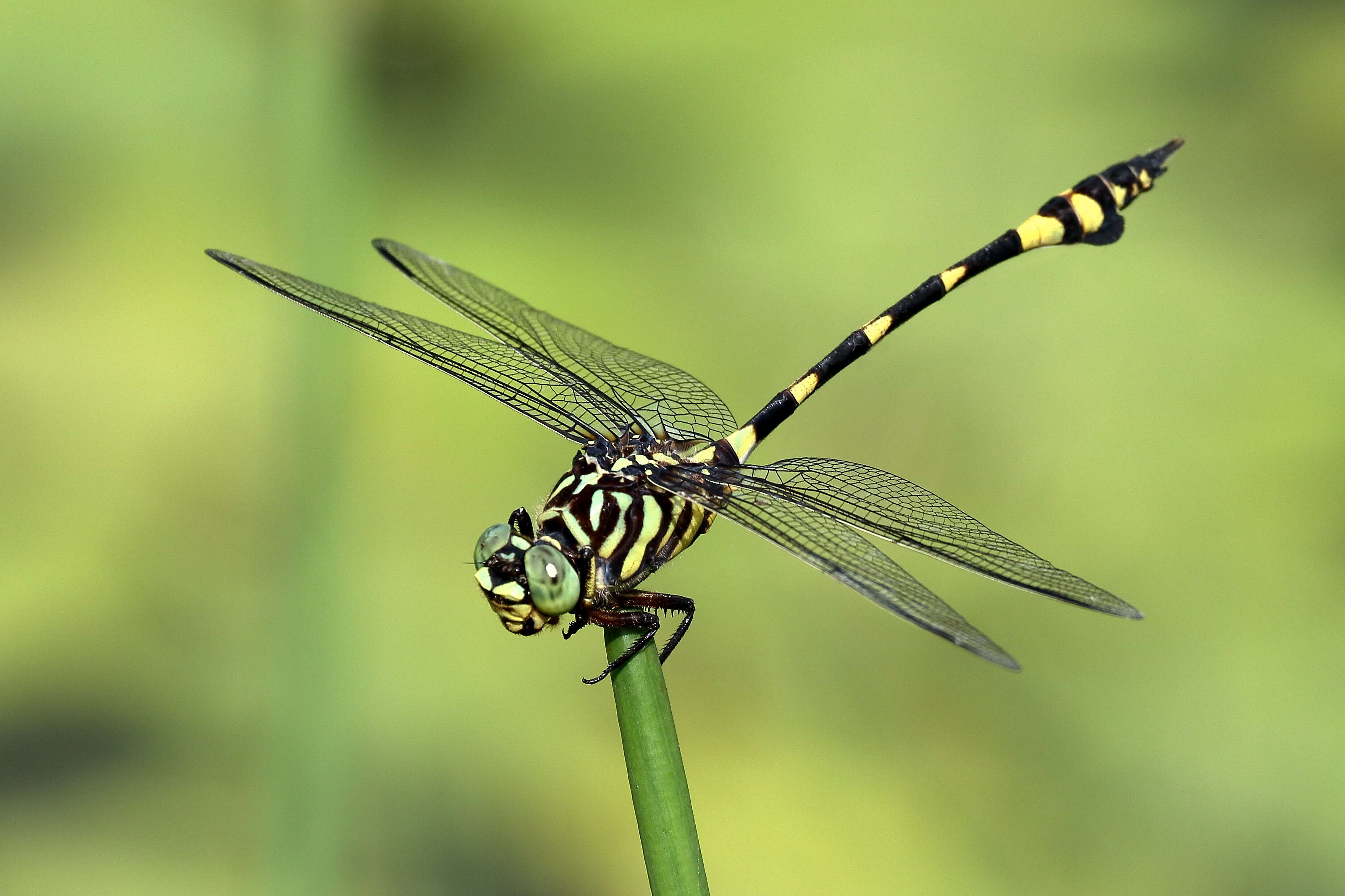 Image of Ictinogomphus Cowley 1934