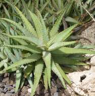 Plancia ëd Aloe glauca Mill.