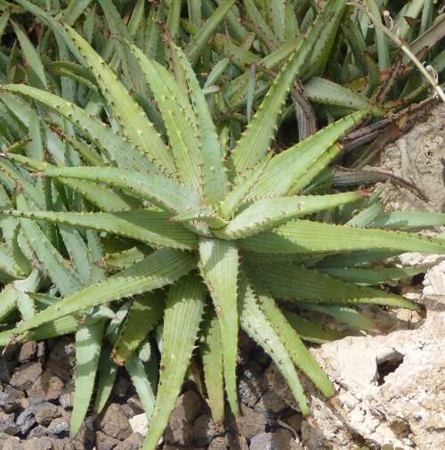 Plancia ëd Aloe glauca Mill.