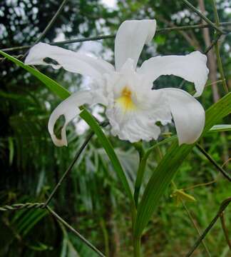 Image of Sobralia liliastrum Lindl.