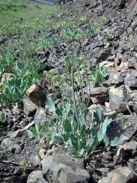 Image of barestem biscuitroot