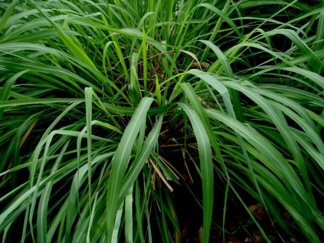 Image of citronella grass