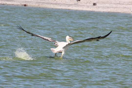 Image of Great White Pelican